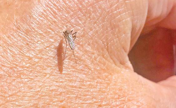 Mosquitoes return in droves